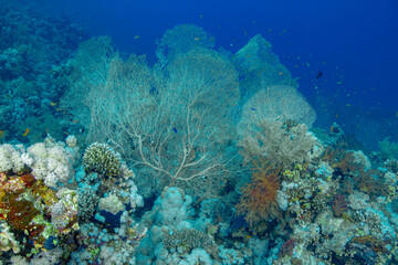 Gorgonian Forest and Corals in Vibrant Underwater Reef