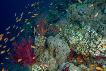  Burst of Color: Orange Anthias and Red Corals in Vibrant Reef