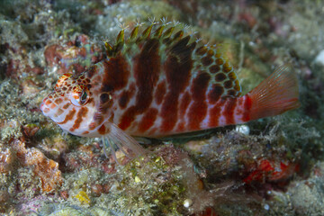  Hawkfish Resting on Coral in Close-Up