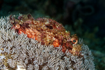 Scorpionfish Mimicking Coral on Reef