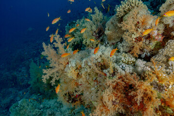 Orange Anthias Over Vibrant Coral Reef in Deep Waters