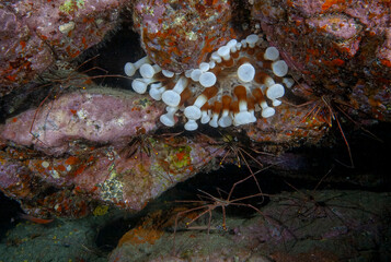 Disc Anemone and Arrow Crabs in Reef Crevice