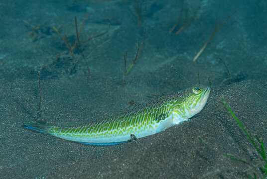 Sandfish spottd on the seabed