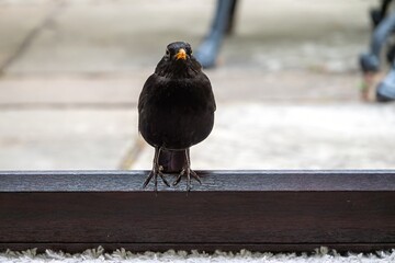 close up of a male blackbird turdus merula perched on a doorstep waiting to be fed