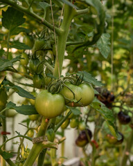 Unripe green tomatoes growing in clusters inside a greenhouse. A fresh, natural view of early-stage tomato cultivation in a controlled environment.

