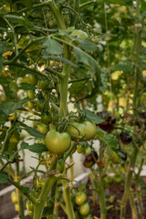 Unripe green tomatoes growing in clusters inside a greenhouse. A fresh, natural view of early-stage tomato cultivation in a controlled environment.