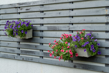 Vibrant pink and purple petunias blooming in flower boxes attached to a house wall. A cheerful and colorful summer garden detail full of life and charm.

