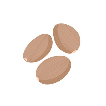 Capulaga-indonesian spice