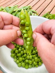 geöffnete Erbsenschote mit frischen Erbsen