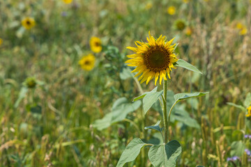 Sunflowers in the field. Yellow crop in the field in the countryside