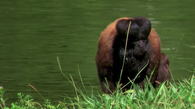 black saki monkey, Chiropotes satanas, endangered animals, Amazon, Brazil