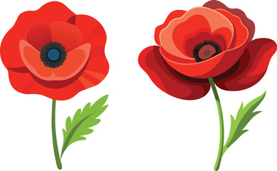 
Red poppy flowers bloom beautifully isolated on a white background, a vibrant symbol of nature's 
love and spring's delicate beauty
