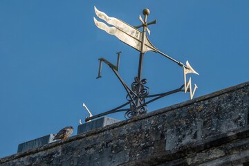 Peregrine Falcon Falco peregrinus perched near the weathervane at Romsey Abbey Hampshire England