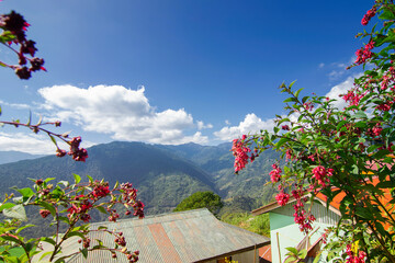 Singalila Ridge of Kanchenjunga mountain range in the morning, tree with red seasonal flowers in foreground, view from Okhrey Village, Sikkim