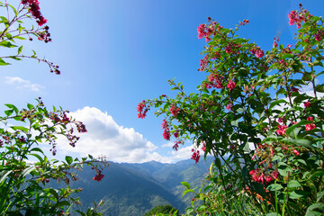 Blue Kanchenjunga mountain range in the morning, tree with red seasonal flowers in foreground, view from Okhrey Village, Sikkim. Scenic view of great Himalaya, India.