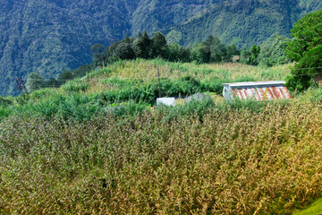 Corn or maize , zea mays, plantation at Okhrey village, Himalayan mountain range in the background . Okhrey is a remote village with breath taking scenic natural vista, in Sikkim, India.