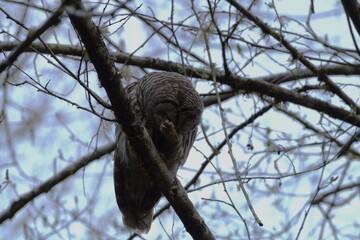 owl in tree
