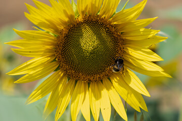Sunflowers in the field. Yellow crop in the field in the countryside