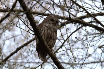 owl on branch
