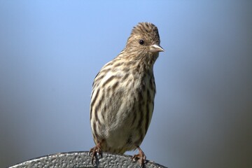 curious bird 