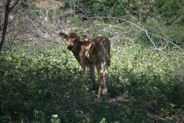 Venezuela has a huge number of birds such as hummingbirds, frigates and animals such as cows, opossums and donkeys.