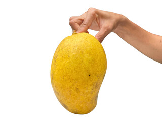 Hand Holding Big Mango: Tropical Fruit Close-Up (Transparent)