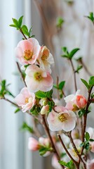 Fototapeta premium Delicate Pink Blossoms On Branches
