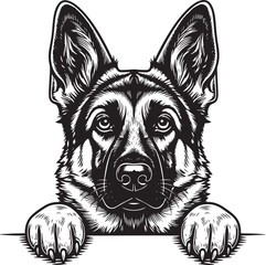 Striking German Shepherd Portrait with Detailed Fur Texture and Intense Gaze.