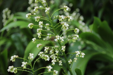 Close-up of small white flowers blooming on a green plant with lush foliage in the background, captured in natural daylight with a shallow depth of field.