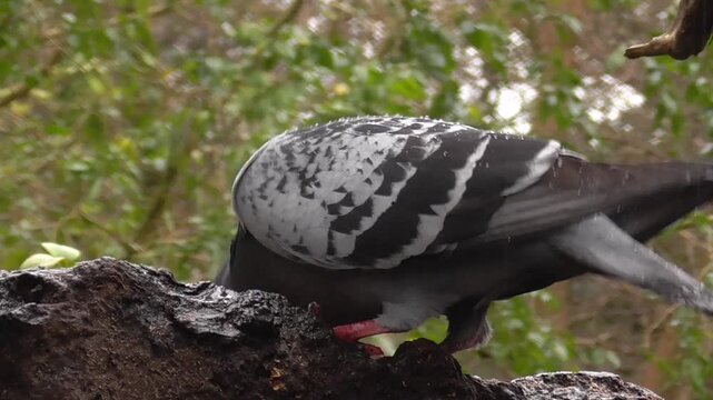 Feral Pigeon (Columba livia domestica) Feeding on Food Put out for it in a Park in the Rain