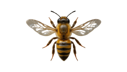 Close up honeybee macro photography for beekeeping honey production and pollination insect details study isolated on tranparent background