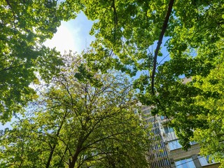 A tree with a lot of leaves is in the middle of a city. The sky is blue and the sun is shining