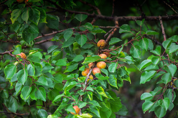 Branches of ripe apricots with leaves in a shady garden close-up, apricots on a tree branch,...