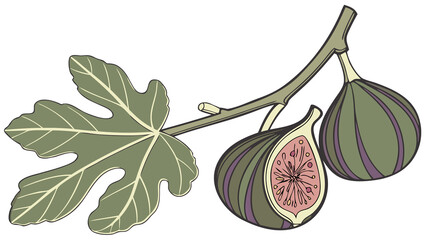 Semi-realistic fig pair on a stem with natural green and purple hues and soft shading, isolated on white
