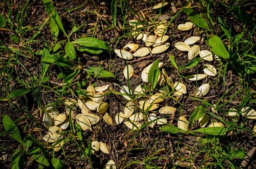 A field of grass with a large amount of seeds scattered across the ground. The grass is lush and...