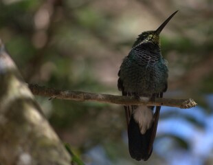 Venezuela has a huge number of birds such as hummingbirds, frigates and animals such as cows, opossums and donkeys.