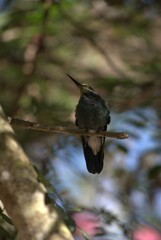 Venezuela has a huge number of birds such as hummingbirds, frigates and animals such as cows, opossums and donkeys.