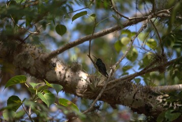 Venezuela has a huge number of birds such as hummingbirds, frigates and animals such as cows, opossums and donkeys.