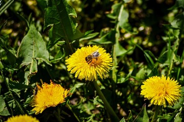 A yellow flower with a bee on it. The flower is surrounded by green grass