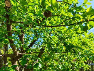 A tree with green leaves and a few plums hanging from it. The tree is full of life and the plums are ripe and ready to be picked