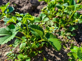 A bunch of green plants with small leaves. The plants are growing in a dirt field