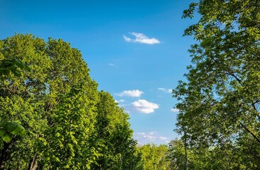 Obraz premium A beautiful blue sky with a few clouds and a few trees. The sky is clear and the trees are green