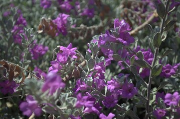 There is a huge variety of flowers in Venezuela, many wild and native as well as imported ones such as roses and carnations.