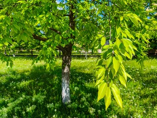 A tree with green leaves is in a grassy field. The leaves are large and spread out, creating a sense of openness and tranquility. The scene evokes a feeling of peace and serenity