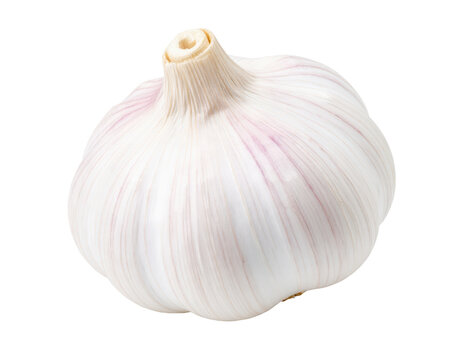 Fresh garlic bulb on transparent background