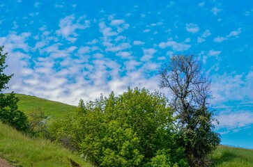 A tree is standing in a field with a blue sky above it. The sky is partly cloudy, but the overall mood of the image is peaceful and serene