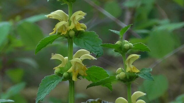Yellow Archangel (Lamium galeobdolon) Flowers in a UK Woodland in Spring with Birdsong All Around