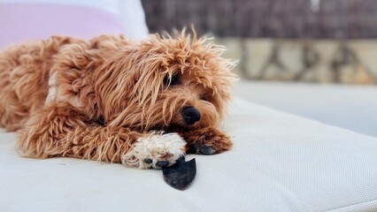 Maltipoo dog lying on a terrace with garden trowel in mouth &mdash; pet helper relaxing outdoors.