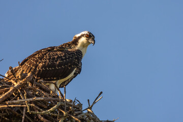 A juvenile Osprey perched on its nest
