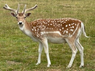 white tailed deer